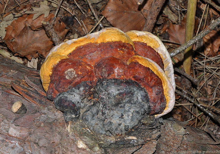 Fomitopsis pinicola
